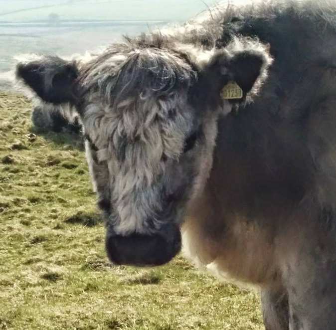 Hadrian's Wall Path in Spring: Cows with Winter Coats